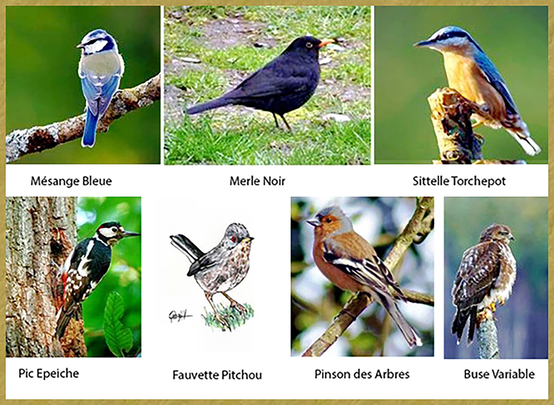 Oiseaux de la Vallée -
